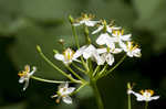 American umbrellaleaf